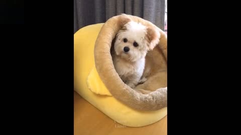 Love Pets _ Cute baby animals video Compilation 💗