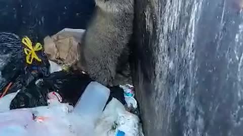 cute dumpster diver