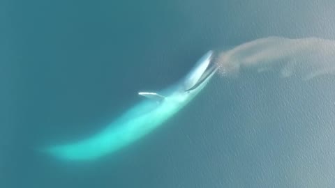 Así se alimenta EL ANIMAL MÁS GRANDE del planeta, la BALLENA AZUL _ NATIONAL GEOGRAPHIC en ESPAÑOL