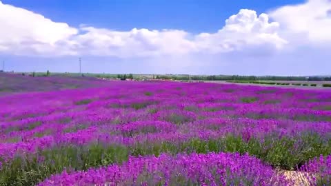 Purple flowers often represent nobility, purity and mystery