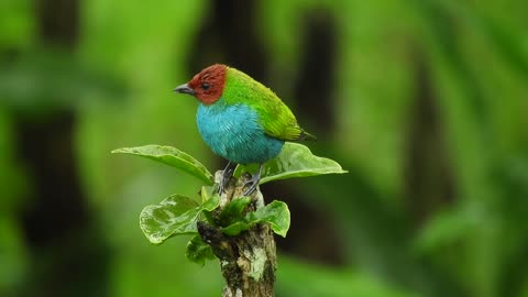 Rain and birds of wonderful colors