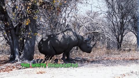 Rhinos: Earth's Magnificent Mega herbivores #fascinating facts