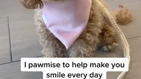 Cute puppy video