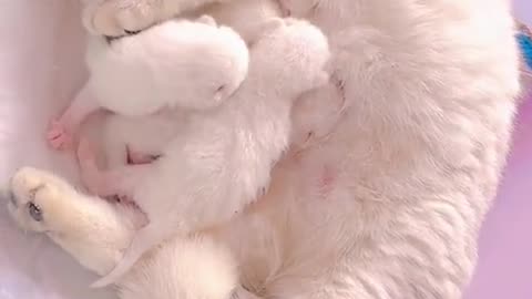 Baby cat feeding milk