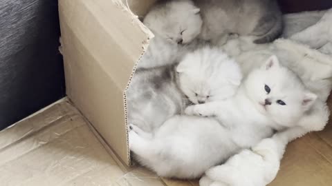 Scottish Fold Kittens. 3 Weeks old babies