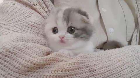 "Playful Kitten Shenanigans: Pure Cuteness Overload!"