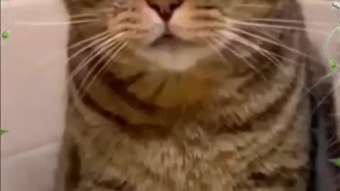 funny cute cat