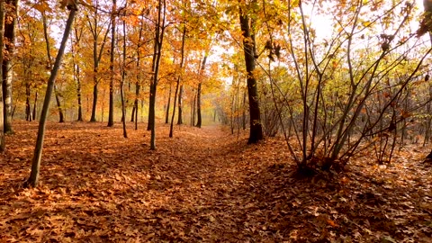 Forest with fallen