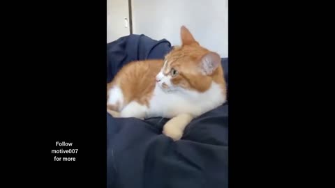 Funny pet video part -3 😂😂😂😂