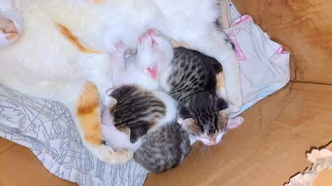 The mother breastfeeds and caresses her kittens.