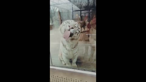 Funniest animals & cute pets video compilation 2022 🤣🐯🦊