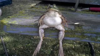 Bullfrog chillin’ on the table