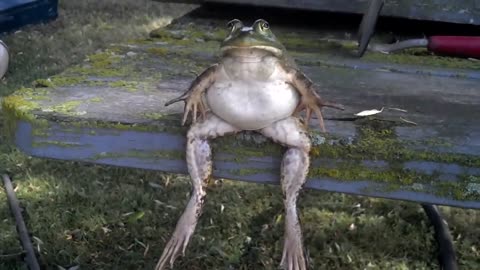 Bullfrog chillin’ on the table
