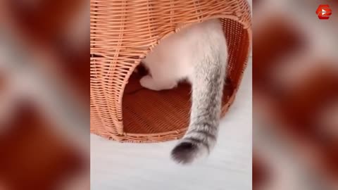 Cute Pets & Funny Animals Compilation 3