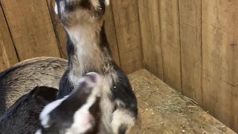 Dancing Goat Babies 04.2022