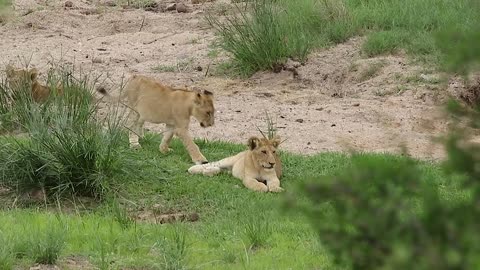 Fearless mother lion and children very sweet moment