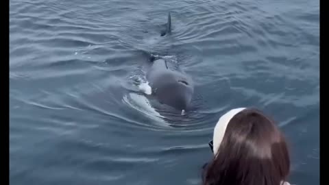 encounter with orcas 😱😱😱