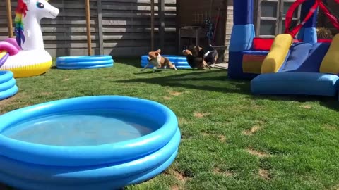 Beagle Party Compilation : Ball pits , Pools and much much more!