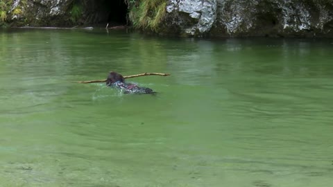 Labrador Dog Water Animal Swim Pet Summer