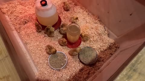 Unpacking Baby Chicks