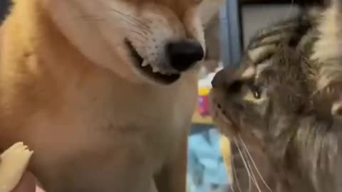 Cats Vs dogs what they allow themselves