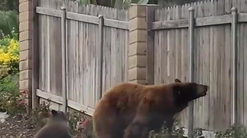 Mama Bear Refuses to Abandon Her Beloved Cubs