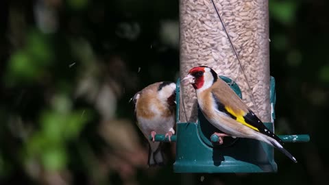 Bird Goldfinch