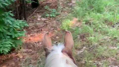 Relaxing horseback ride up the power lines trail.