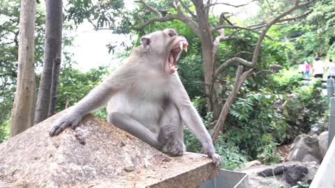 Monkey reaction