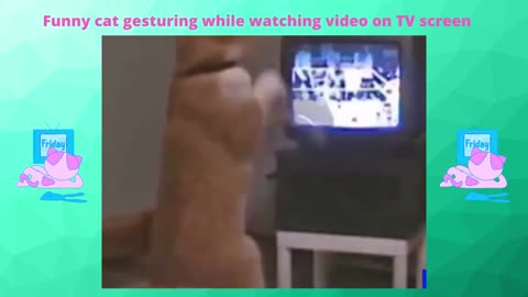 Funny cat gesturing while watching video on TV screen
