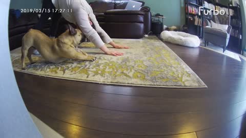 French Bulldog perfectly mimics owner's yoga moves