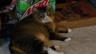 Petunia Loves Boxes (Featuring Petunia The Norwegian Forest Cat)