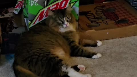Petunia Loves Boxes (Featuring Petunia The Norwegian Forest Cat)