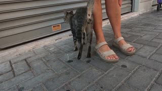 Cat with emerald green eyes I met on the street is very cute but a little nervous