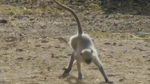 Funniest Monkey - cute and funny monkey videos (Copyright Free) Full HD