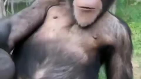 Funny animal videos | Funny monkey 🐒 video