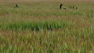 Kelpies Bouncing in Barley Crop