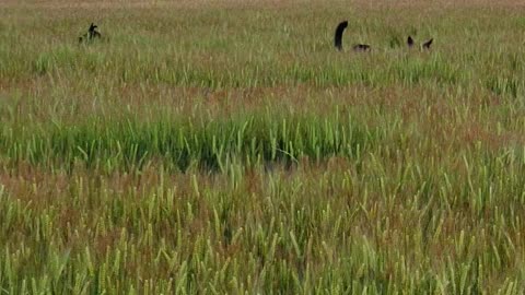 Kelpies Bouncing in Barley Crop