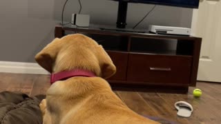 Maple's favorite Show