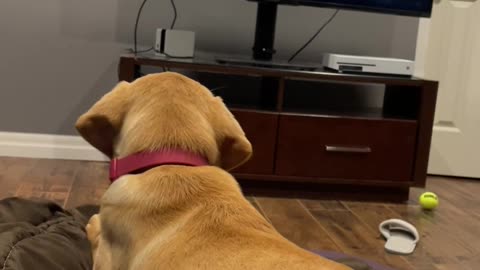 Maple's favorite Show