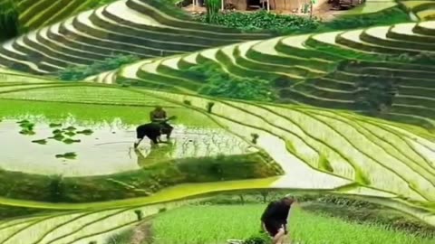 An amazing farming on the hills