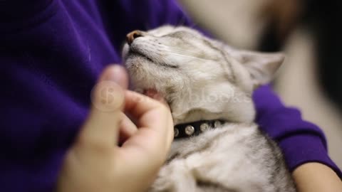 The child strokes a falling asleep gray cat. The cat relaxed. Face of a cat close-up