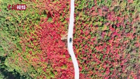 In late autumn, the red leaves of Shanxi Pinglu Zhongtiao Mountain are all over the mountains