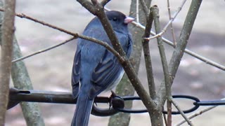 Dark-eyed junco