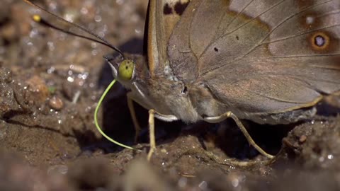 Boars, butterfly, snail and frog