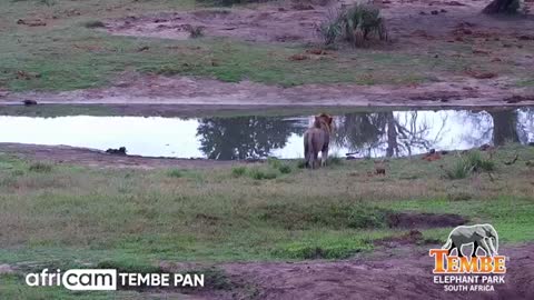 M179, Male Lion, Checking Out Tembe Waterhole_Cut