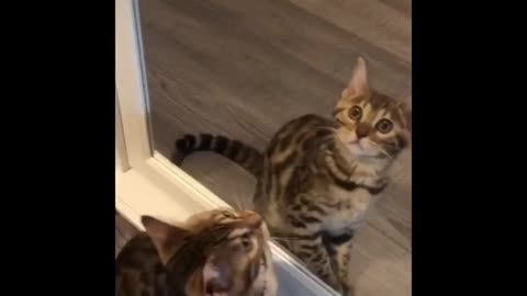 Kitten sees her reflection in the mirror for the first time