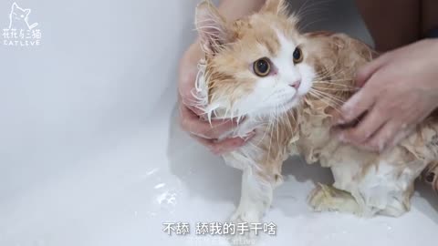 Other LITTLE cats are only washing PAWS PAWS, with what do I take a bath??