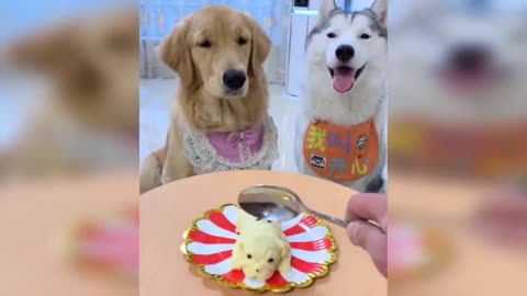 Dog Reaction to Cutting Cake - Funny Dog Cake Reaction Compilation | Pets House
