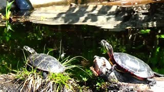 Painted Turtles